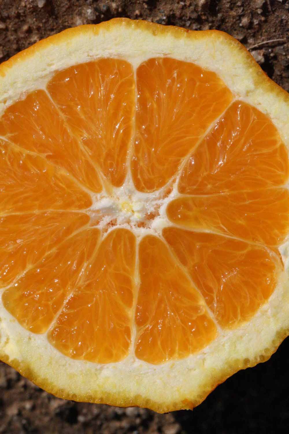              Fruit cross-section (Riverside, CA)       